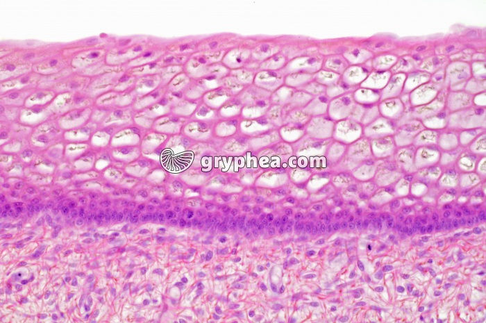 Epiderme Langue x100 - gryphea.org